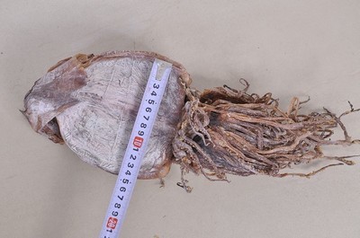 湘潭周記南雜批發部 優質朝鮮魷魚干，海鮮特產優選